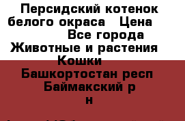 Персидский котенок белого окраса › Цена ­ 35 000 - Все города Животные и растения » Кошки   . Башкортостан респ.,Баймакский р-н